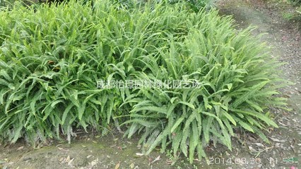 肾蕨批发价格 肾蕨种植基地 肾蕨基地直销